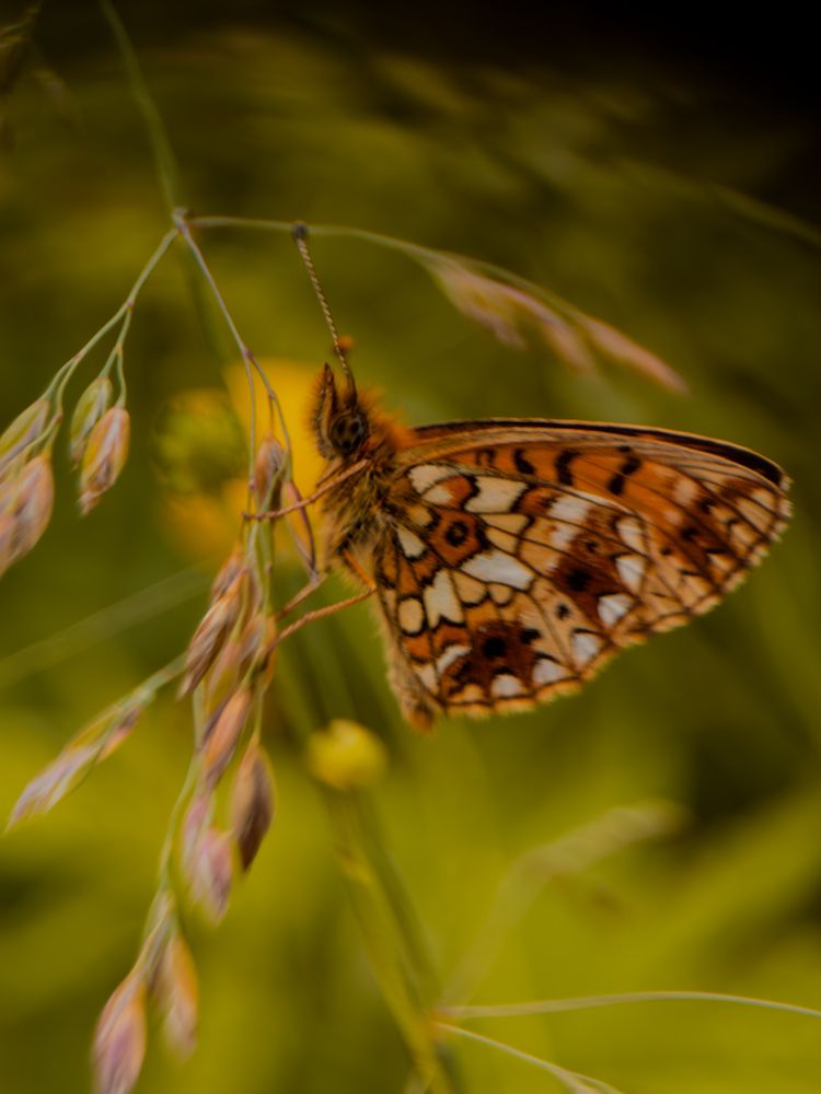 Photograph by Алиса Нежинская
