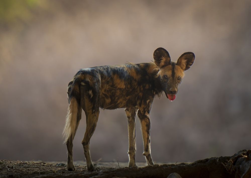 Photograph by Turgay Uzer