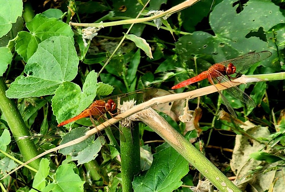 Photograph by G GOVIL