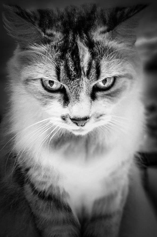 Preto e branco de Celular