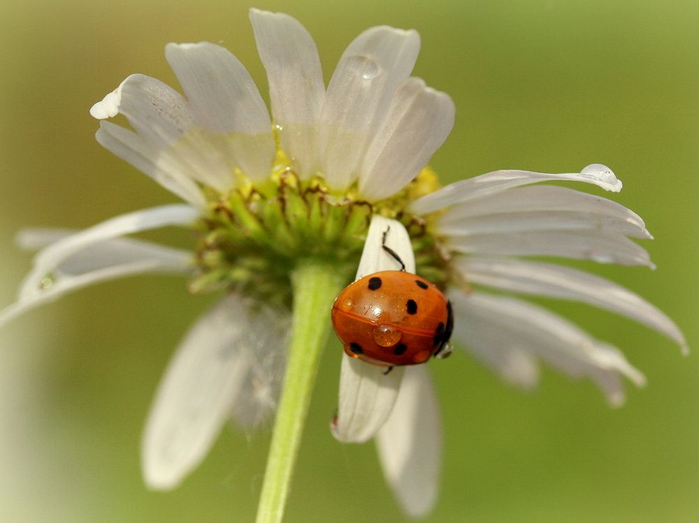 Фотография автора Nelya  Lysenko