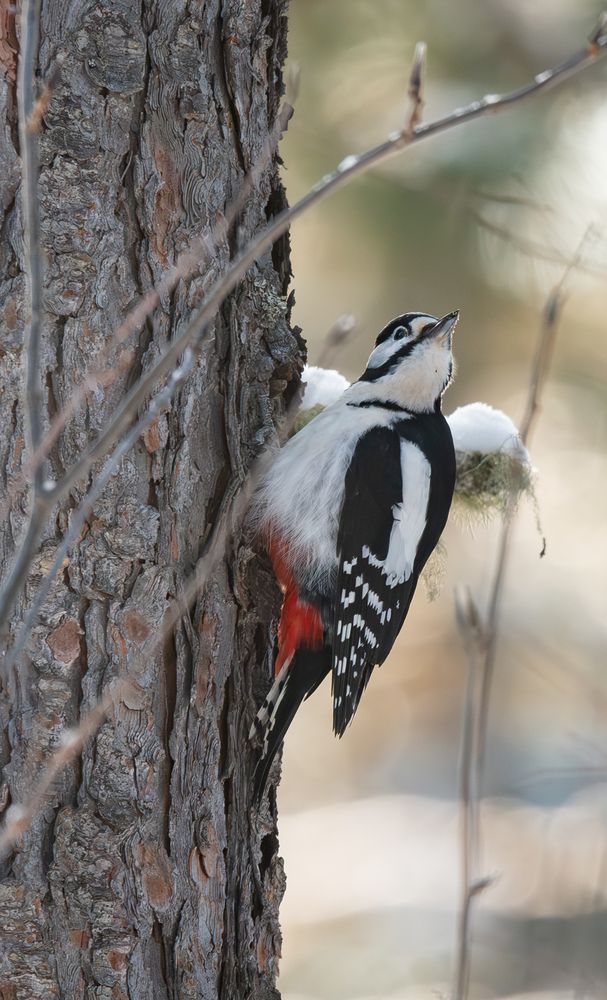 Photograph by Альварис Сукманюк