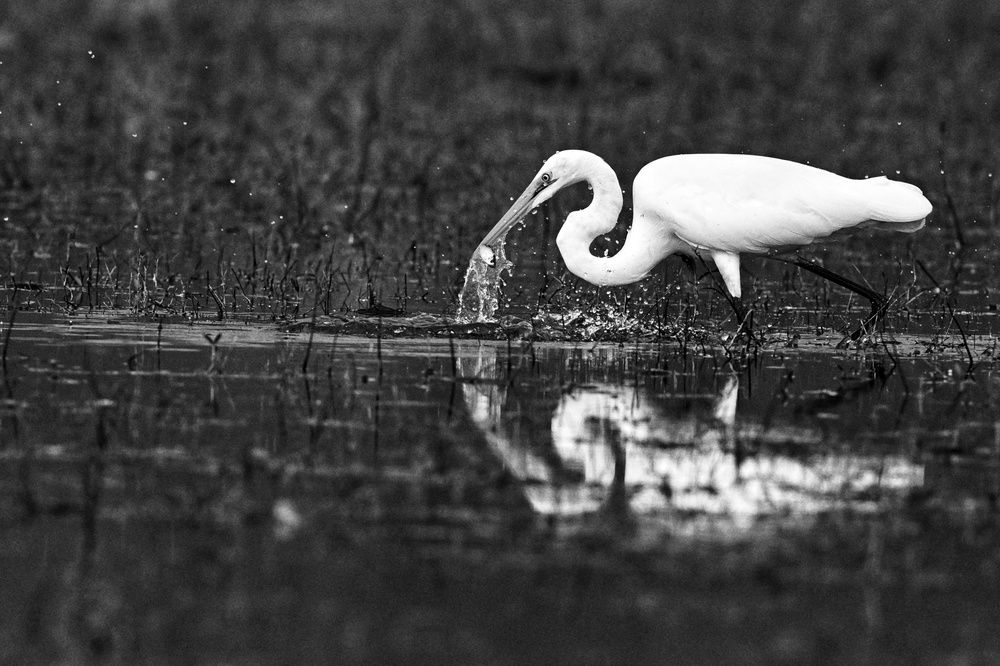 Photograph by SRIMANTA RAY