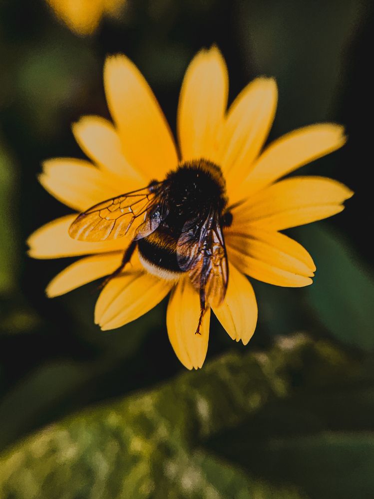 Фотография автора Алиса Исаева