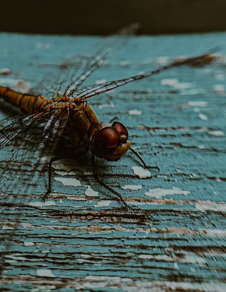 Фотография автора Алиса Исаева