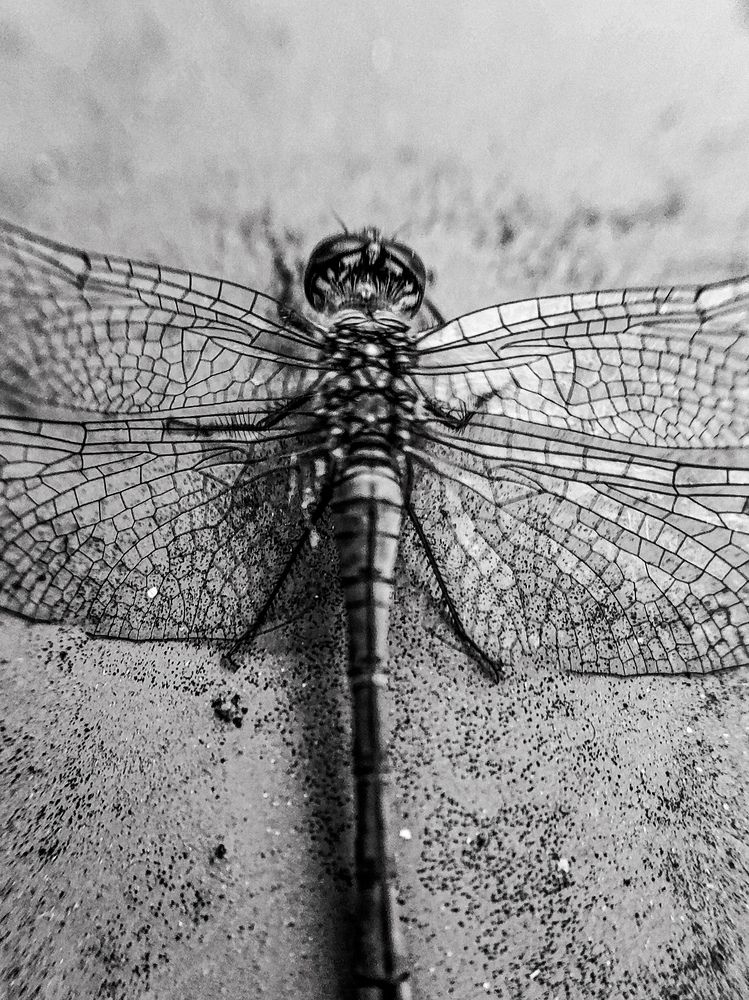 Фотография автора Алиса Исаева