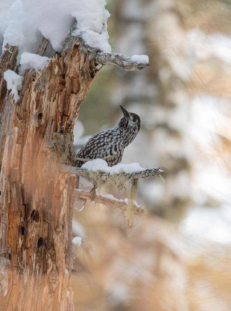 Photograph by Альварис Сукманюк