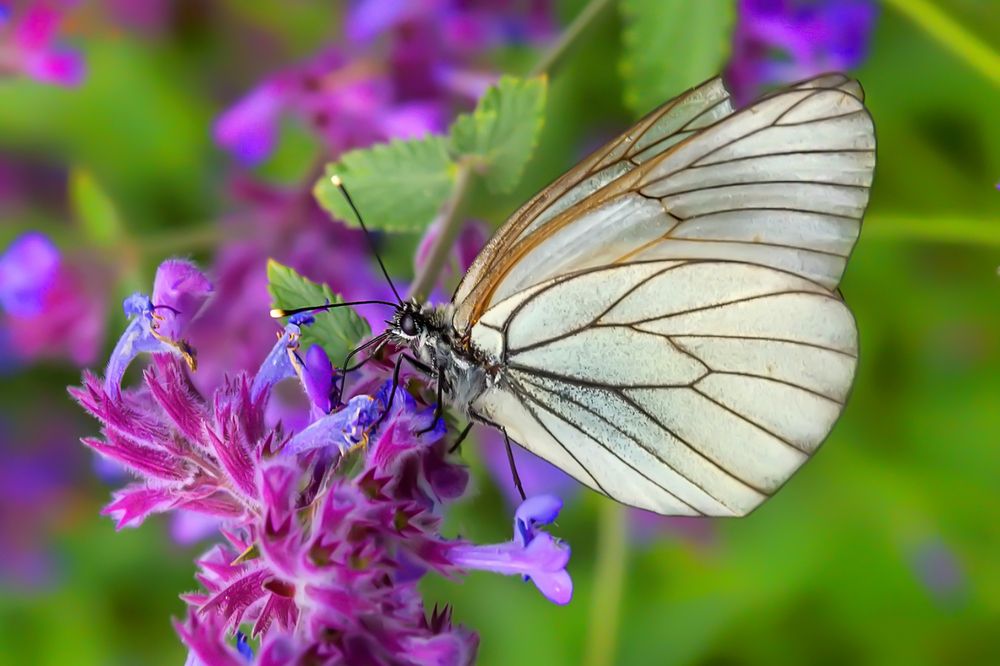 Photograph by Клясюк Галина