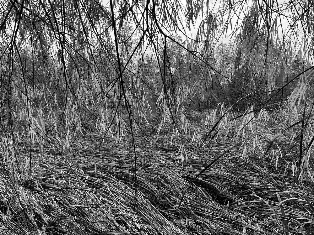 Photograph by Алина Сущинская