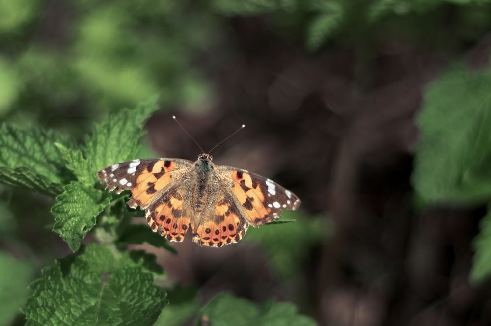 Photograph by Роман Тютин