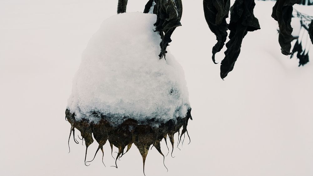 Photograph by Юлия Трофимова