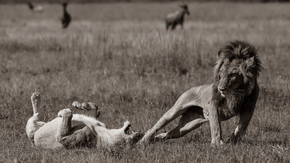 Travolta of the Savannahs!