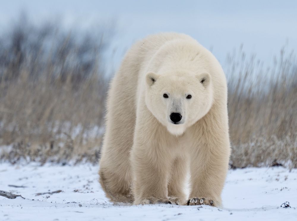 Photograph by Владимир Цветов