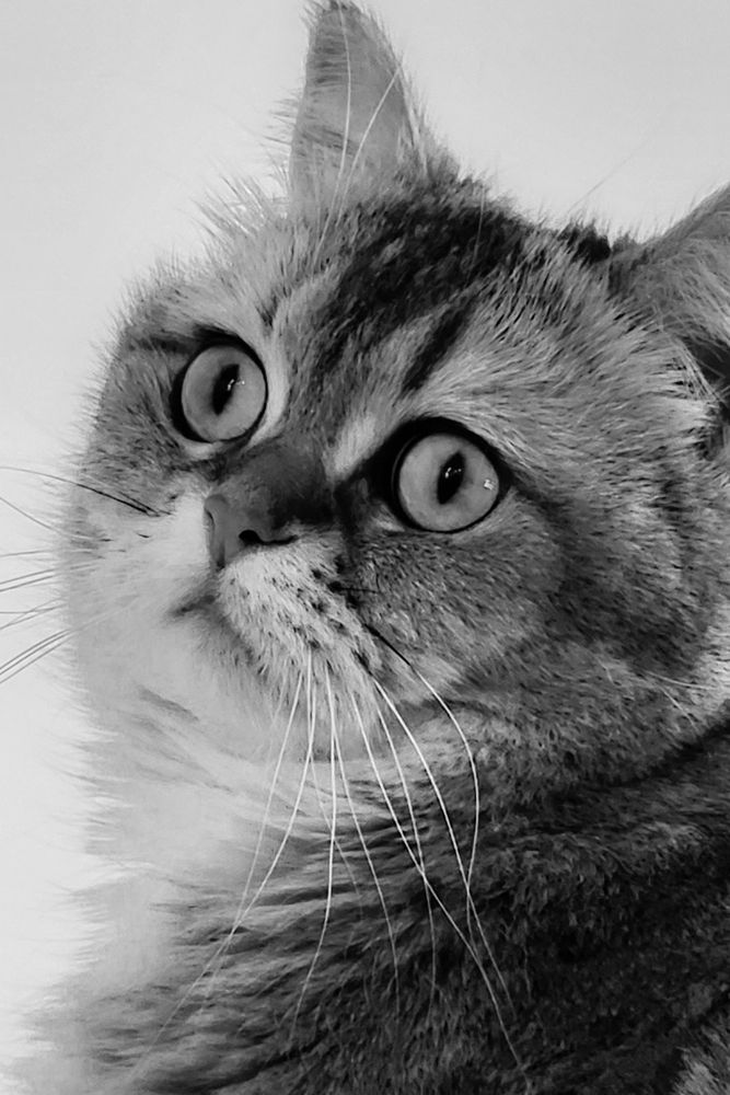 Фотография автора Al