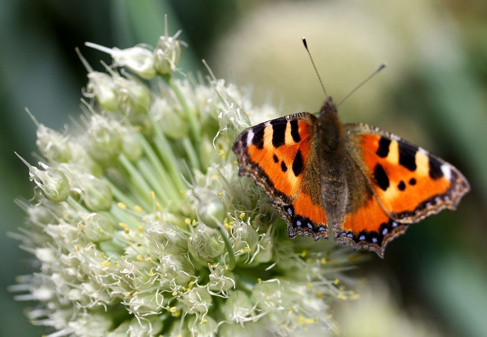 Фотография автора Nelya  Lysenko