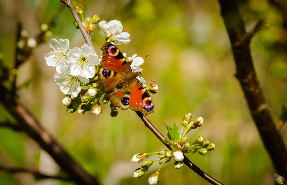 Природа наслаждается весною...