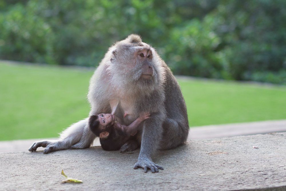 Обезьяна с детенышем