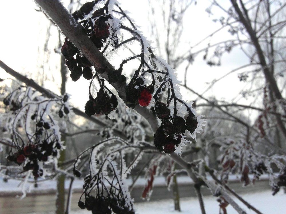 Зимнее очарование