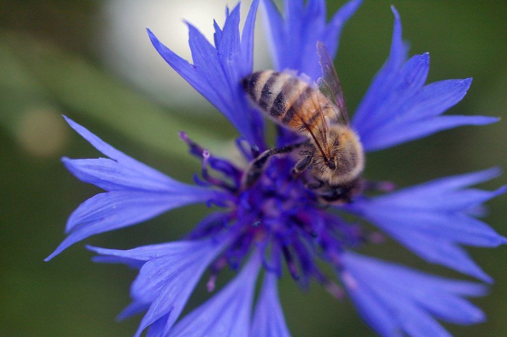 Пчелка на цветку