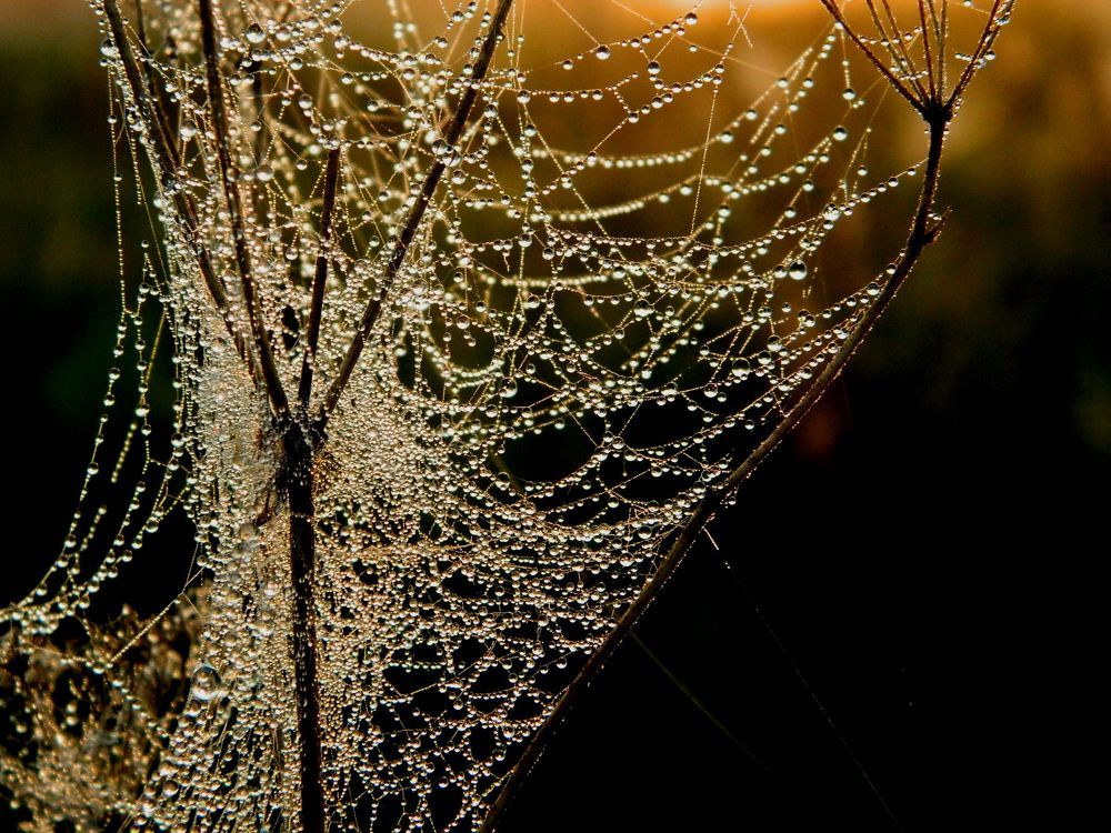 но не порвет нипочем тонкую нить паучок...