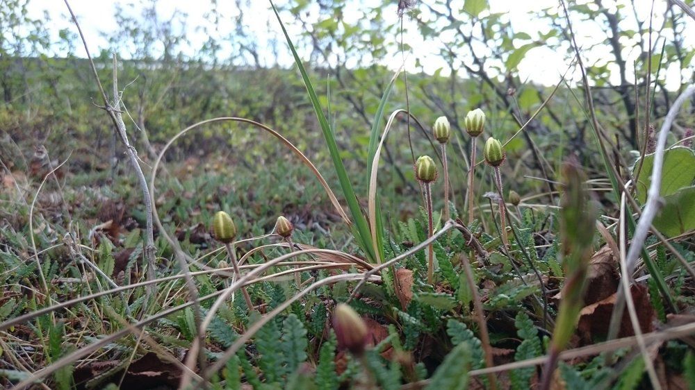 Пробуждение