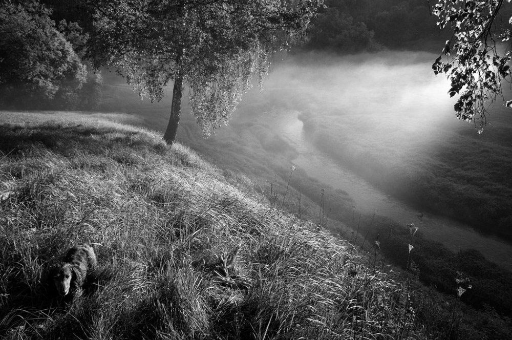 Собака в траве утром в Сходне