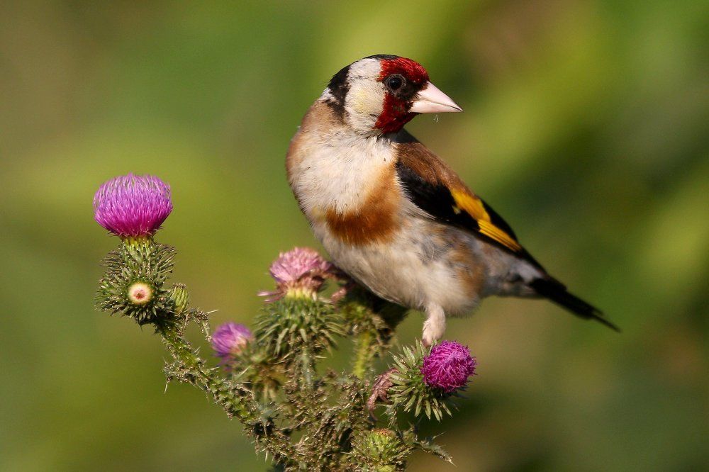 Щегол (лат. Carduelis)