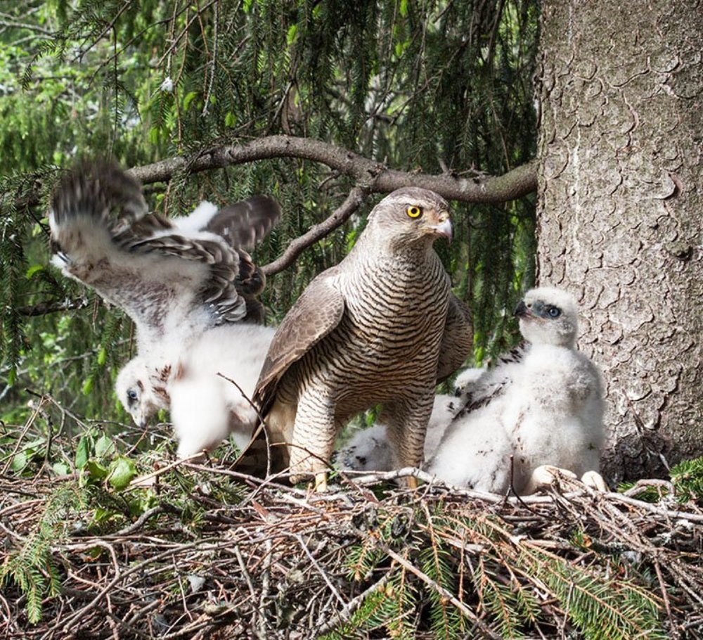 В гнезде у ястреба.