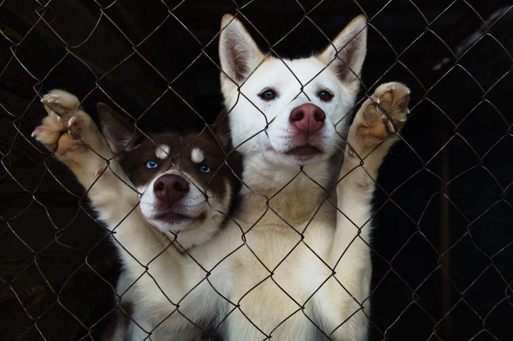 В поисках друга