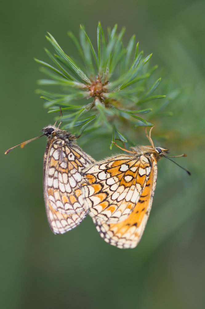Любовь на грани