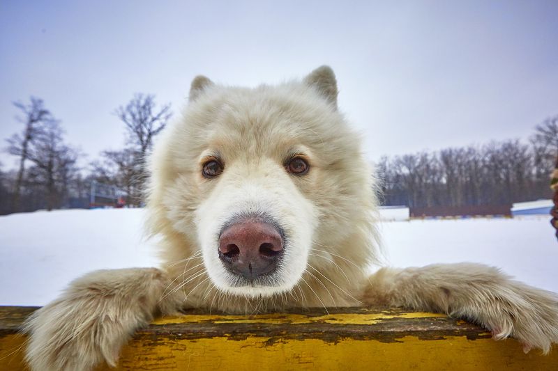 Козлов Сергей, Ukraine