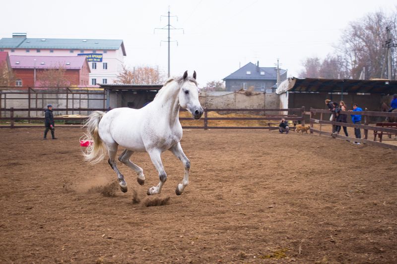 Станислав, Russia