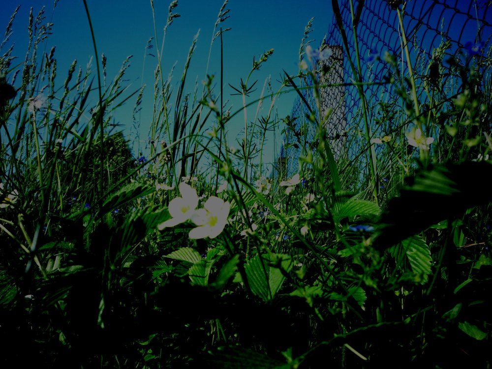 ДВОЕ НА РАССВЕТЕ