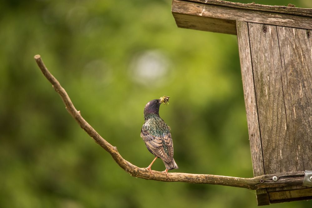 Скворец-кормилец