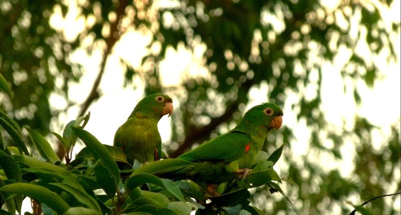 Tiago Xavier, Brazil