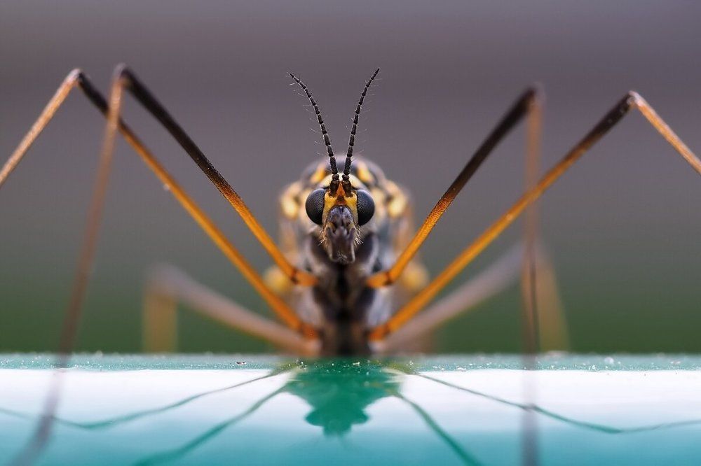 Я к вам в гости прилетел!