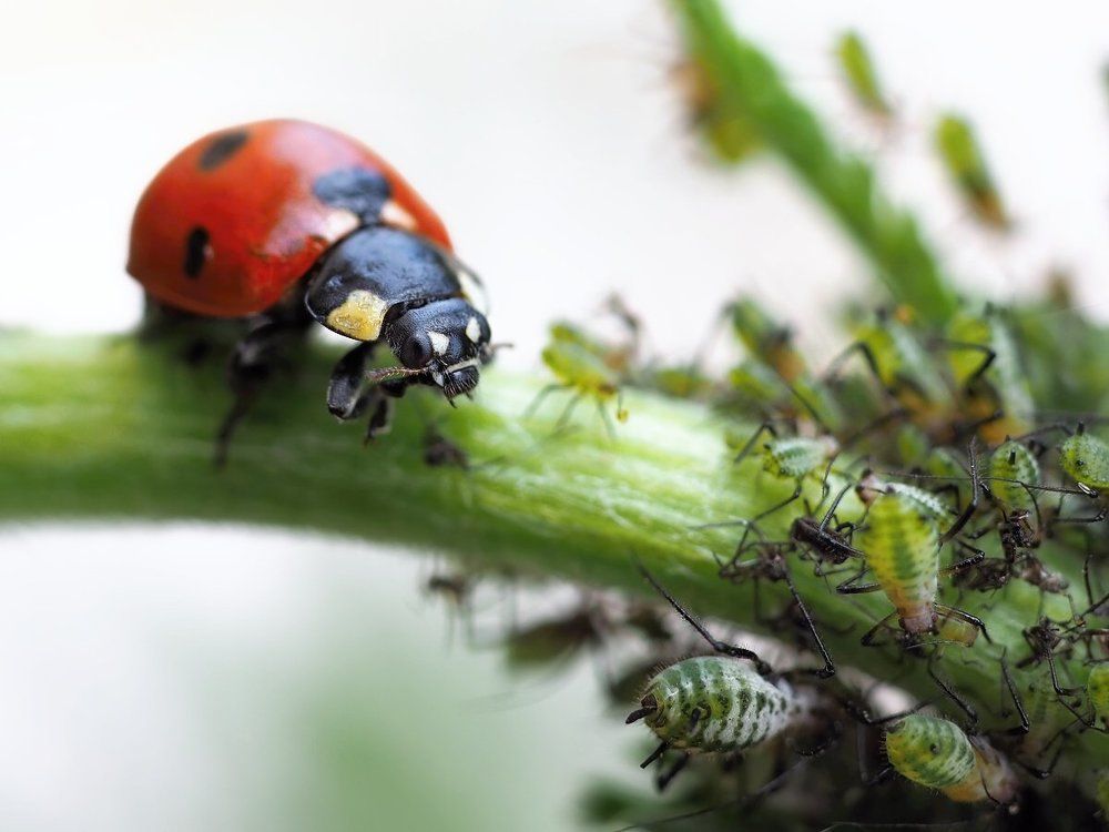 Идёт охота...