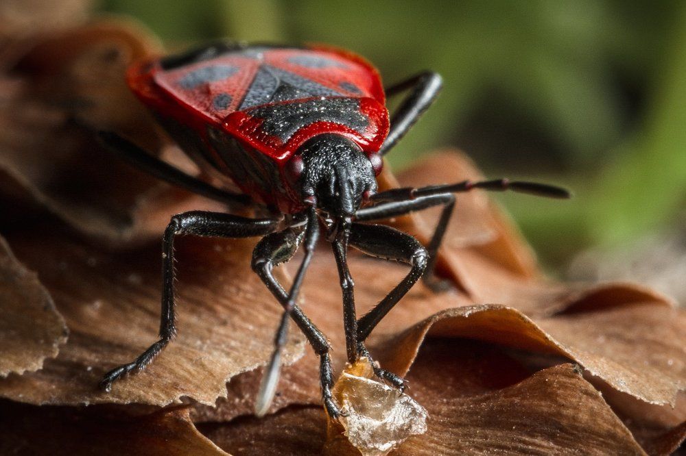 Красный клоп добывает питане