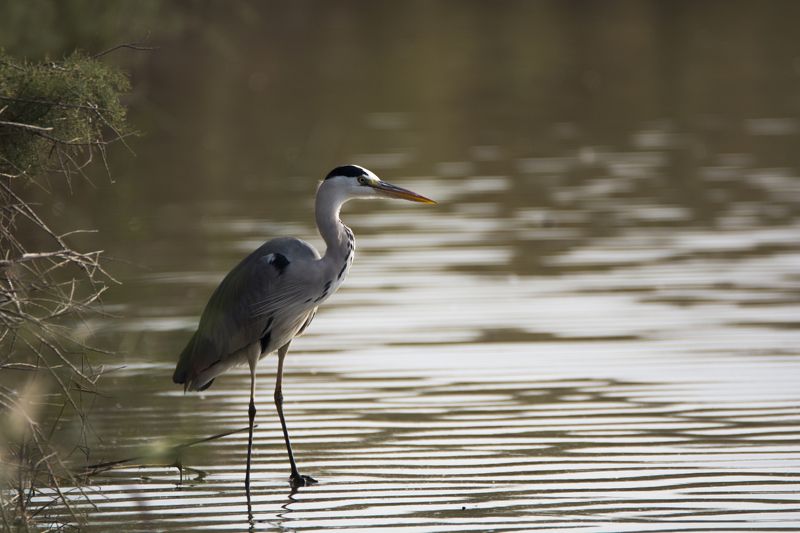 Vadim Litovchenko, Israel