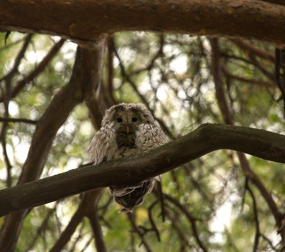 Длиннохвостая неясыть