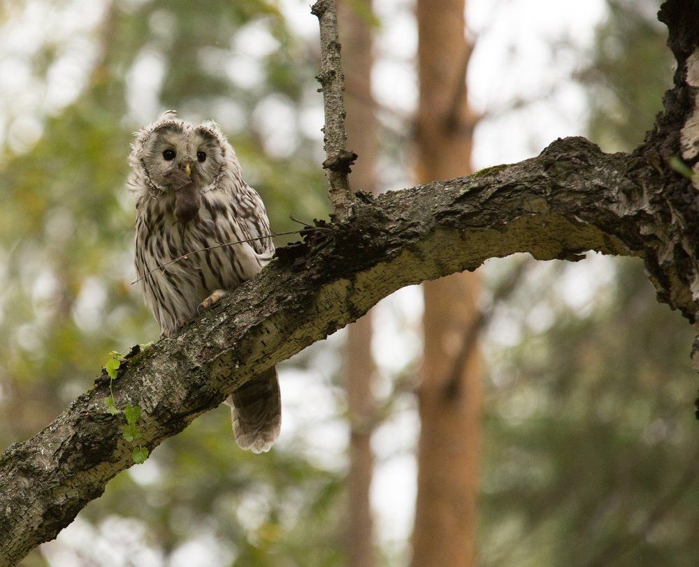 обед неясыти