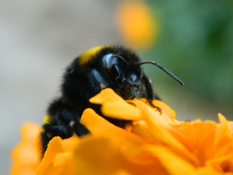 Valery Gudkov, Russia