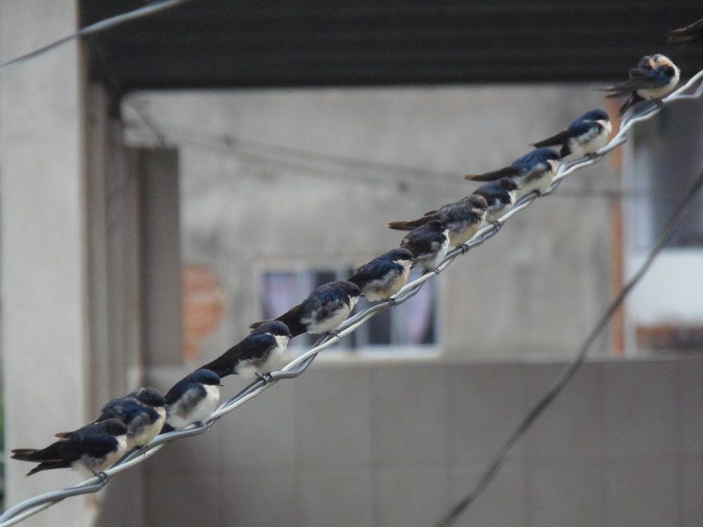fio de aves