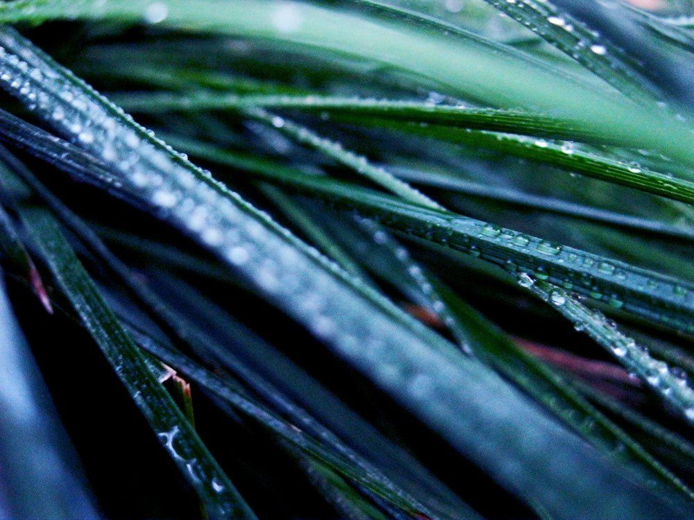 Photograph by Тамара Мазалова