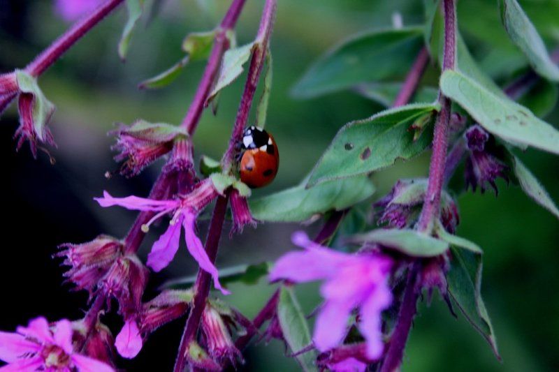 Tamara Mazalova, Russia