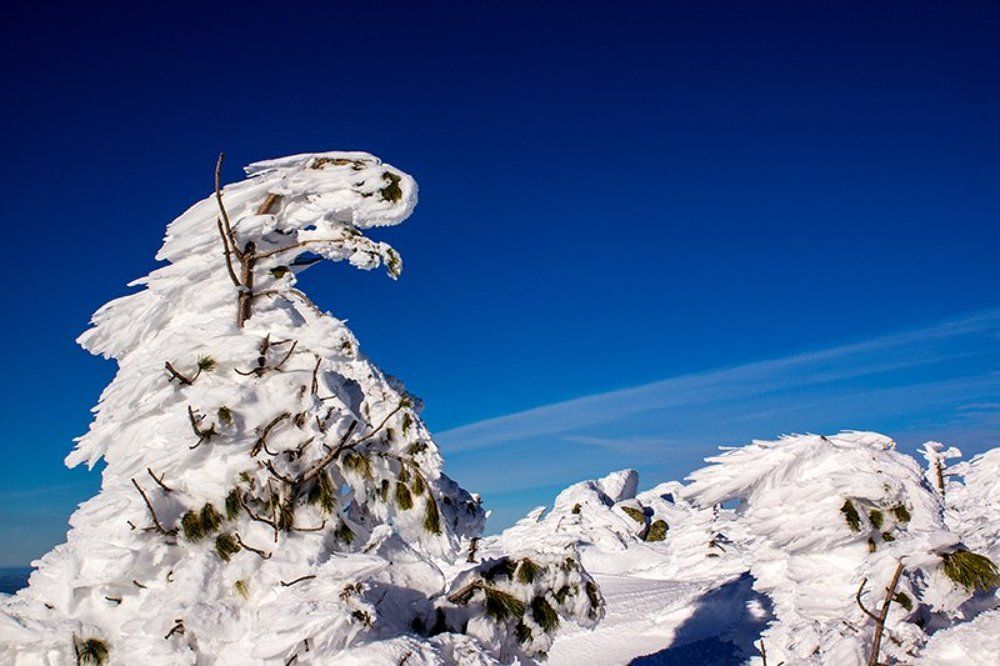 Чудо-юдо в горах Шерегеша.