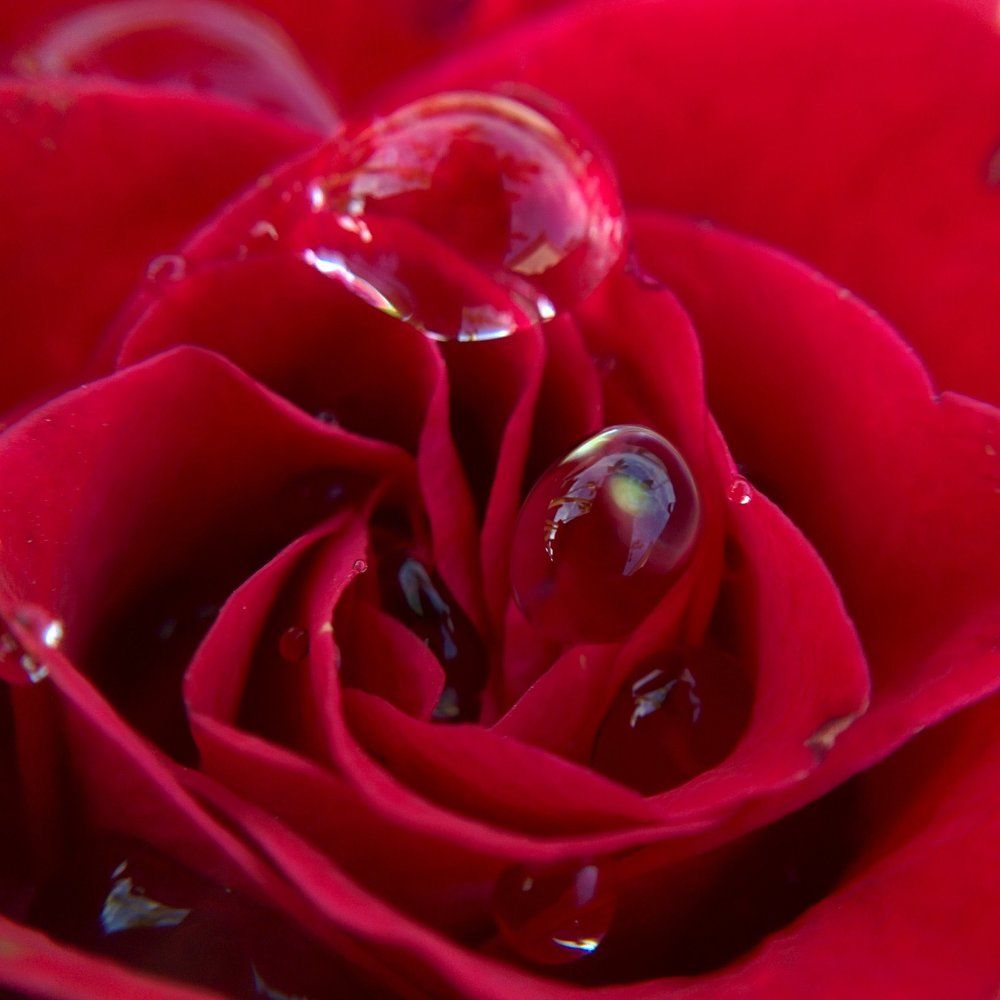 Роза после дождя...