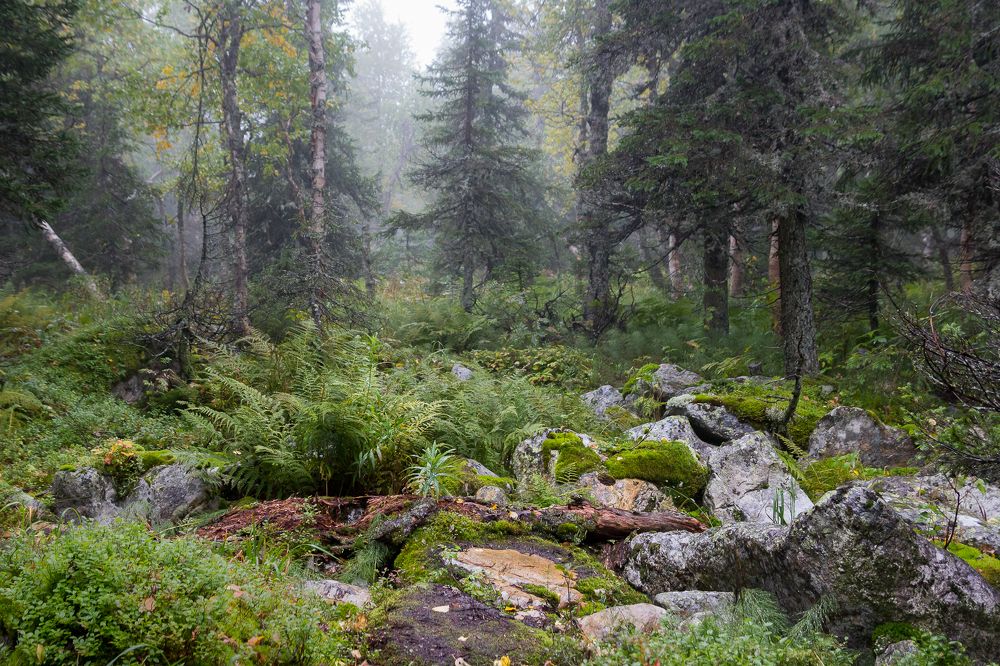 Влажный лес