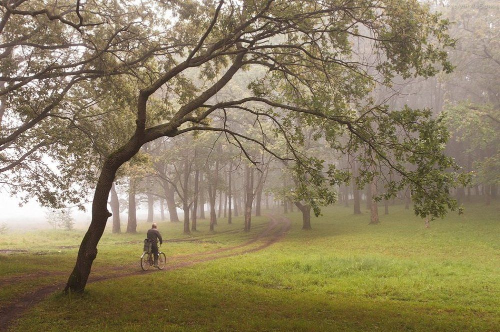 Утро в дубовой роще