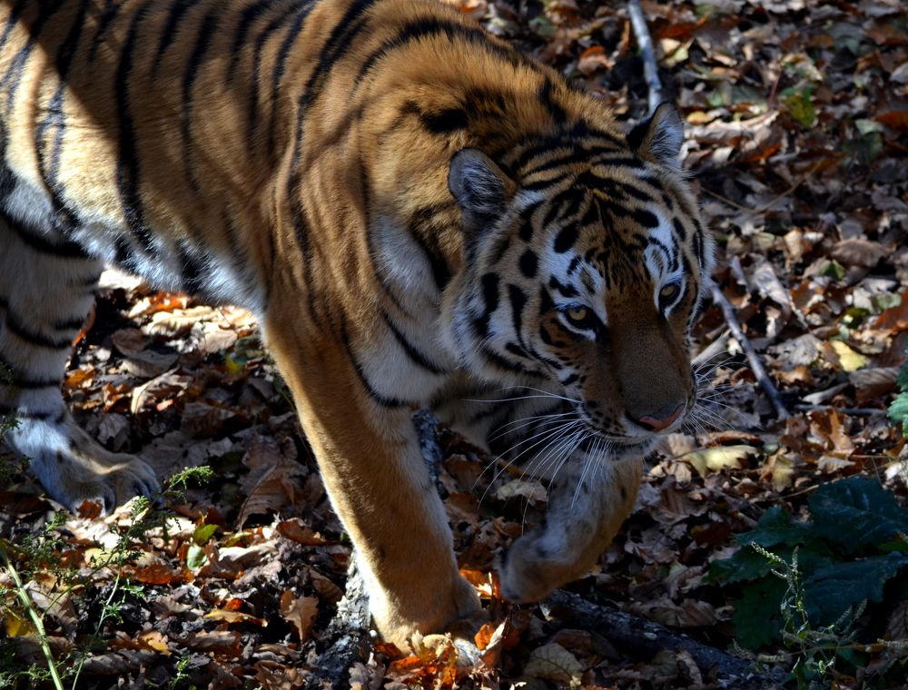 Куты Мафа (тигр  -удэгейское)